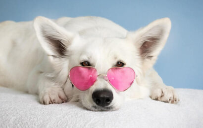 سفید سگ خانگی سفید سگ خانگی