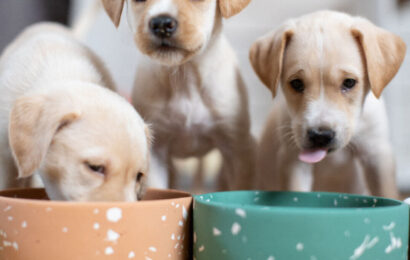 خوراک سگ خوراک سگ