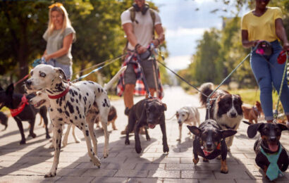بیرون رفتن با حیوان خانگی بیرون رفتن با حیوان خانگی